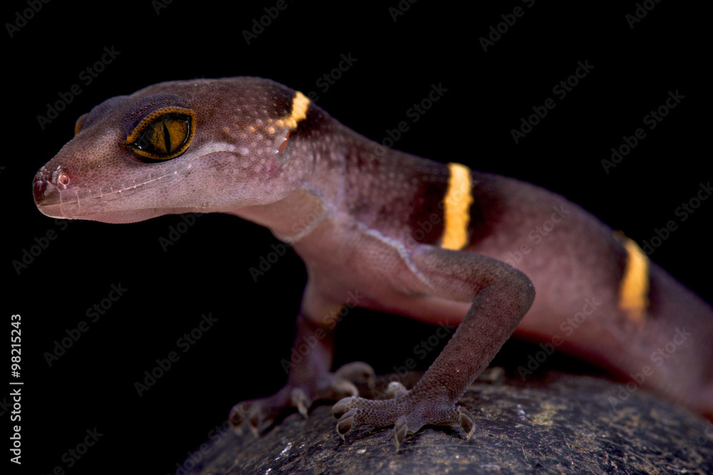 Naklejka premium Vietnamese cave gecko (Goniurosaurus lichtenfelderi)