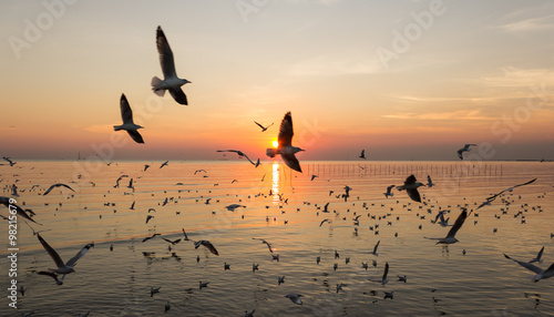 Silhouette of Number of Bird Flying over Sea when Sunset