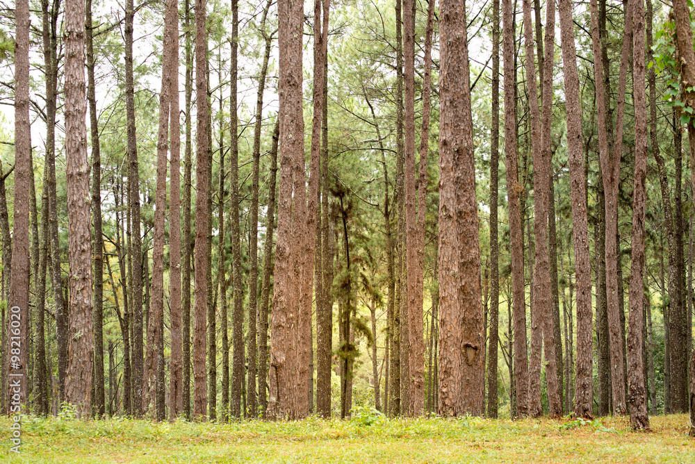 Fototapeta premium Pine tree at Chiangmai (Suan Son Bor Kaew)