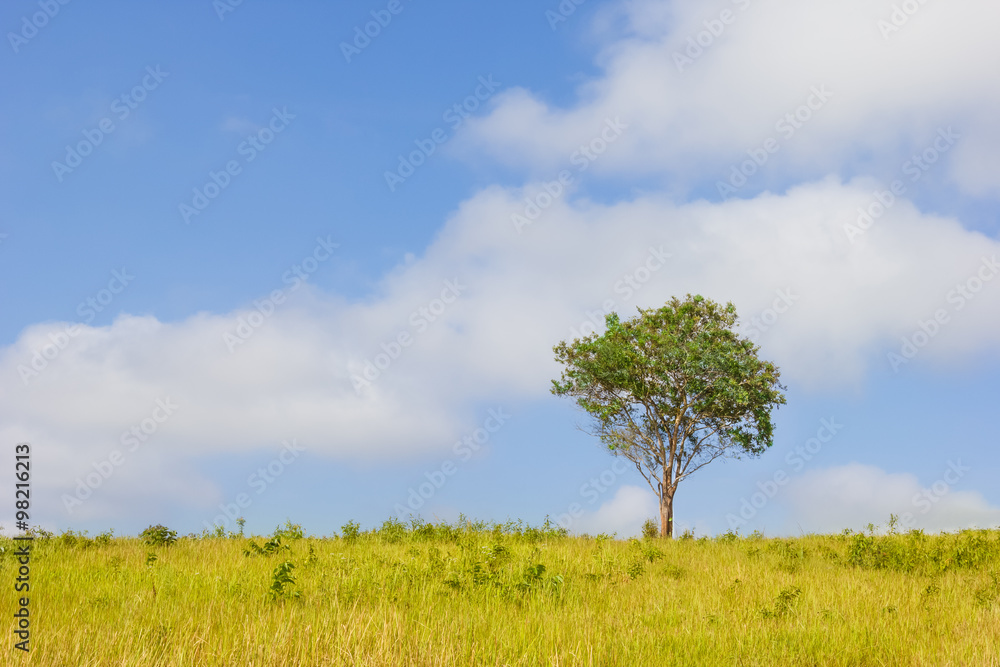 Obraz premium one tree on peaks