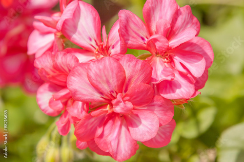 Fototapeta Naklejka Na Ścianę i Meble -   fleurs de pélargonium
