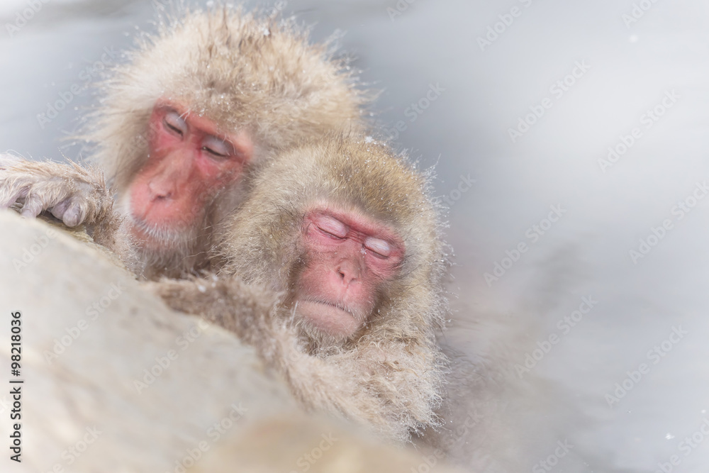 Naklejka premium 温泉を楽しむおさるさん Japanese monkey enjoys an outdoor bath
