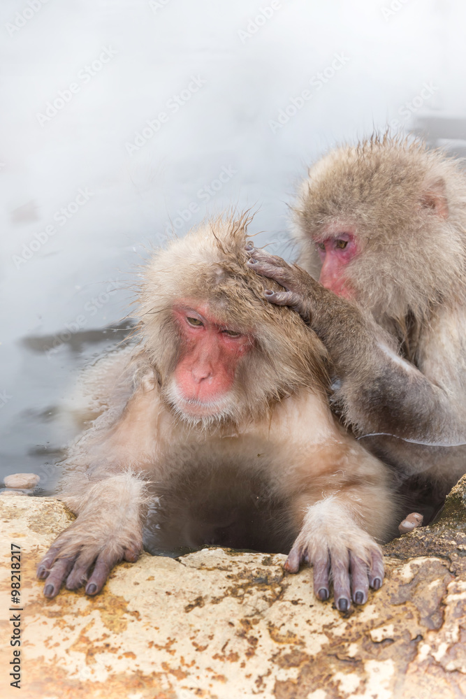 温泉を楽しむおさるさん Japanese monkey enjoys an outdoor bath 温泉を楽しむおさるさん Japanese monkey enjoys an outdoor bath