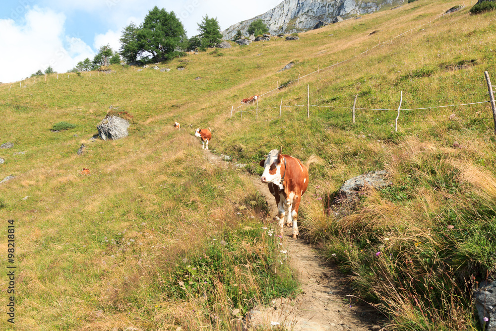 Cows browsing on a footpath on a mountain in the Alps, Austria