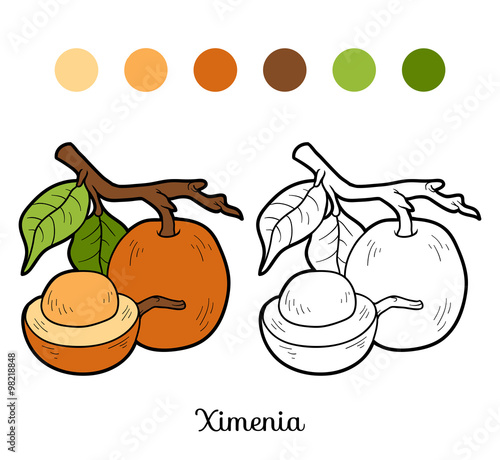 Coloring book for children: fruits and vegetables (ximenia) photo