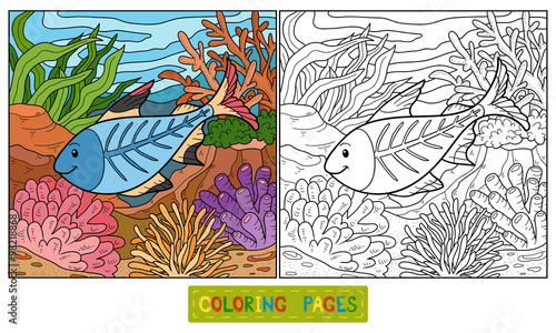 Coloring book (x-ray fish)