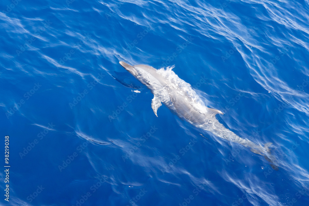 Naklejka premium Dolphins under the water.