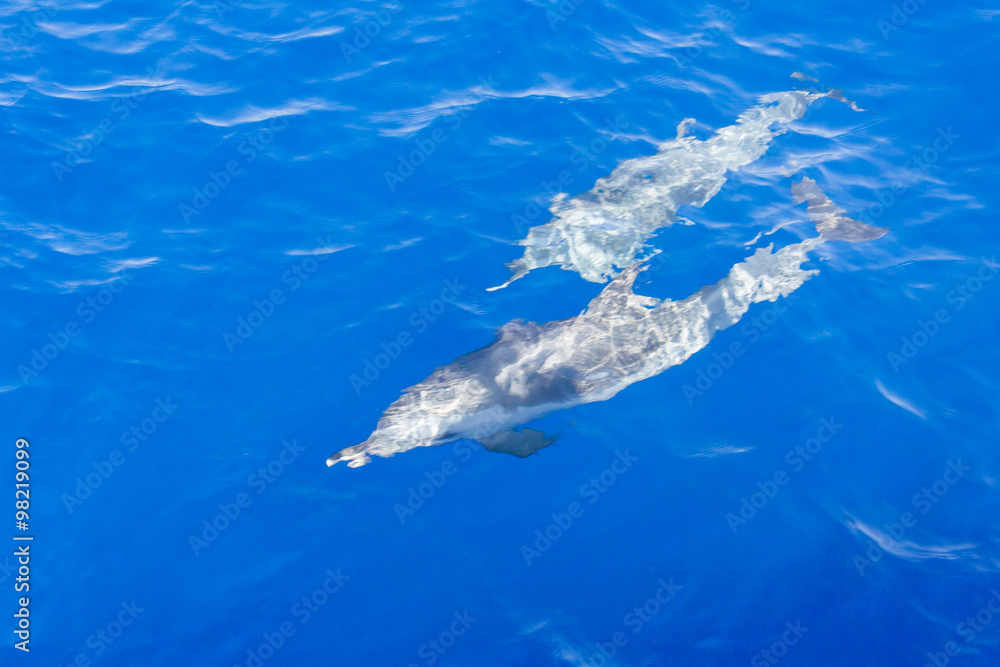 Naklejka premium Dolphins under the water.