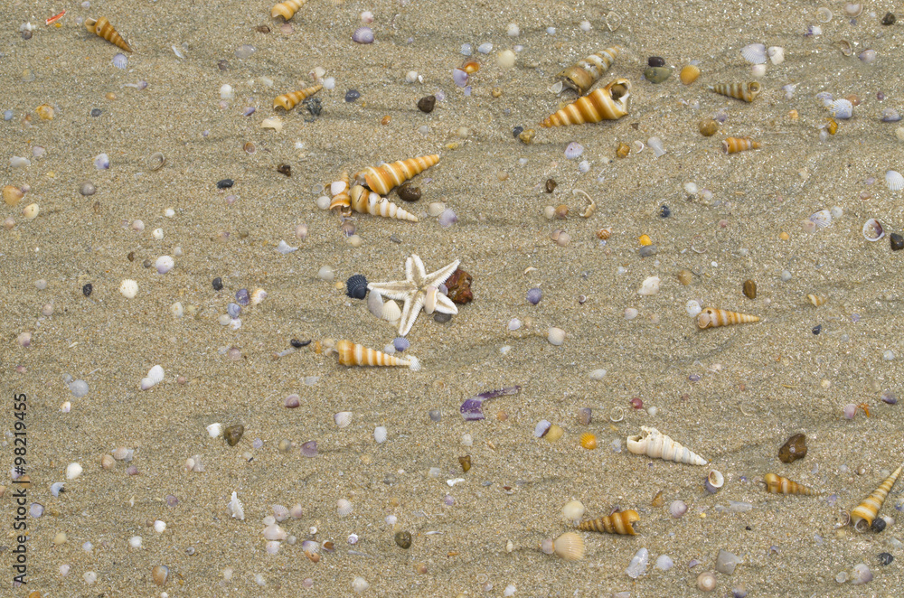 texture of wet sand brown,cockleshells, a starfish texture of wet sand brown,cockleshells, a starfish