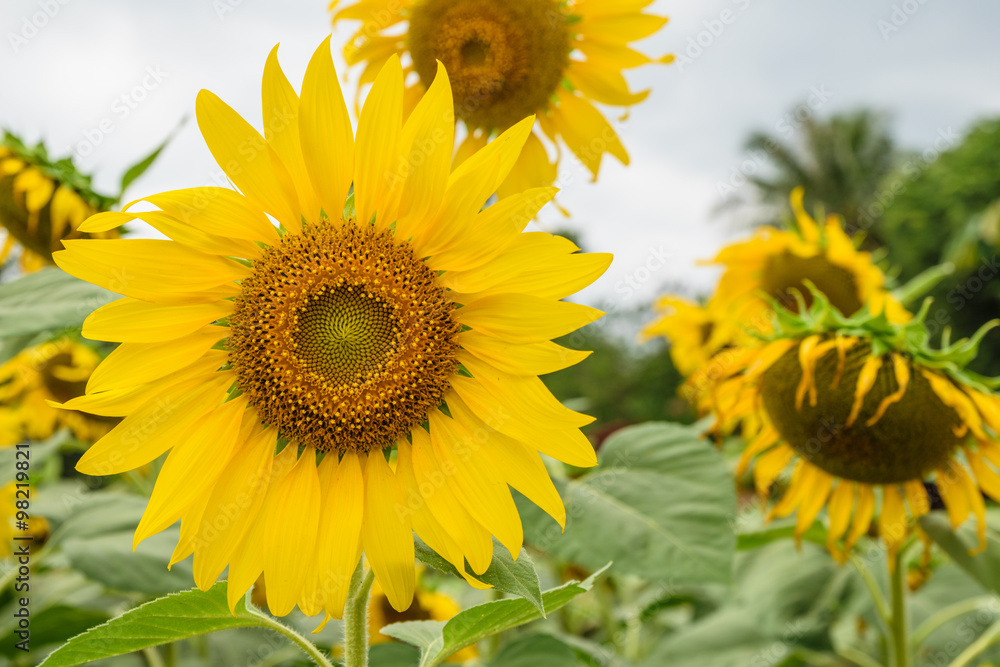 Sunflower Sunflower