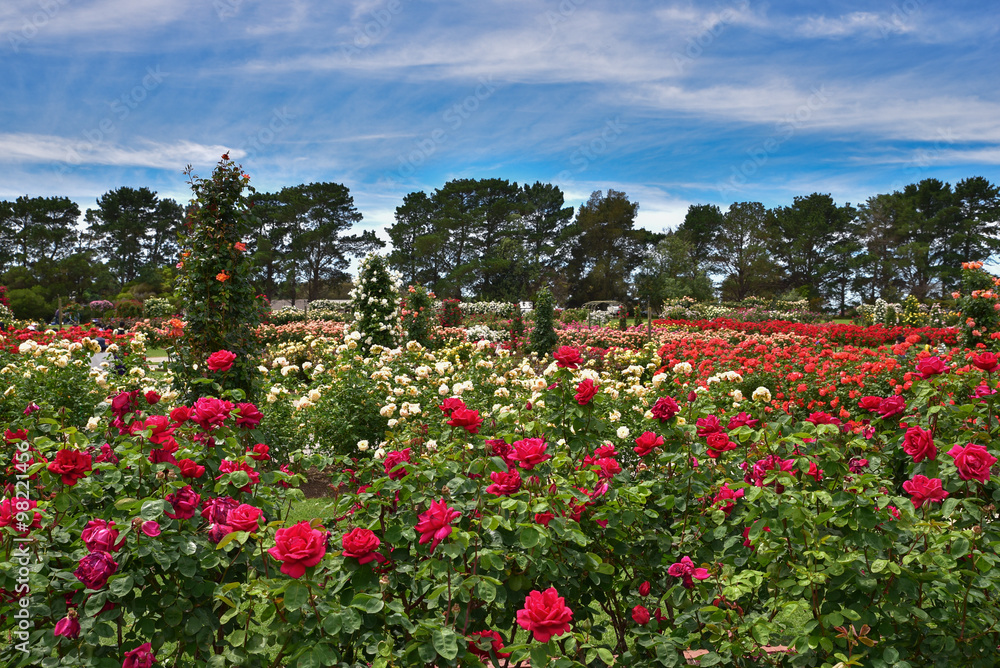 Fototapeta premium Victoria State Rose Garden