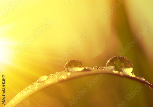 Fotografia Fresh grass with dew drops at sunrise. Nature Background