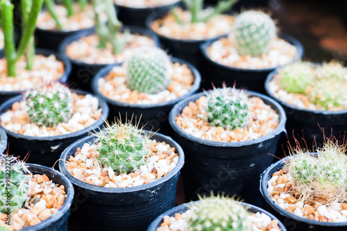 Cactus in pots in home garden