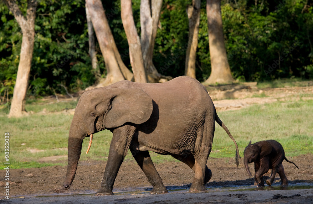 Fototapeta premium Female elephant with a baby. Central African Republic. Republic of Congo. Dzanga-Sangha Special Reserve. An excellent illustration.