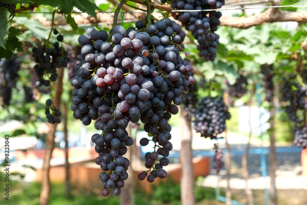 red wine grapes hang from a vine