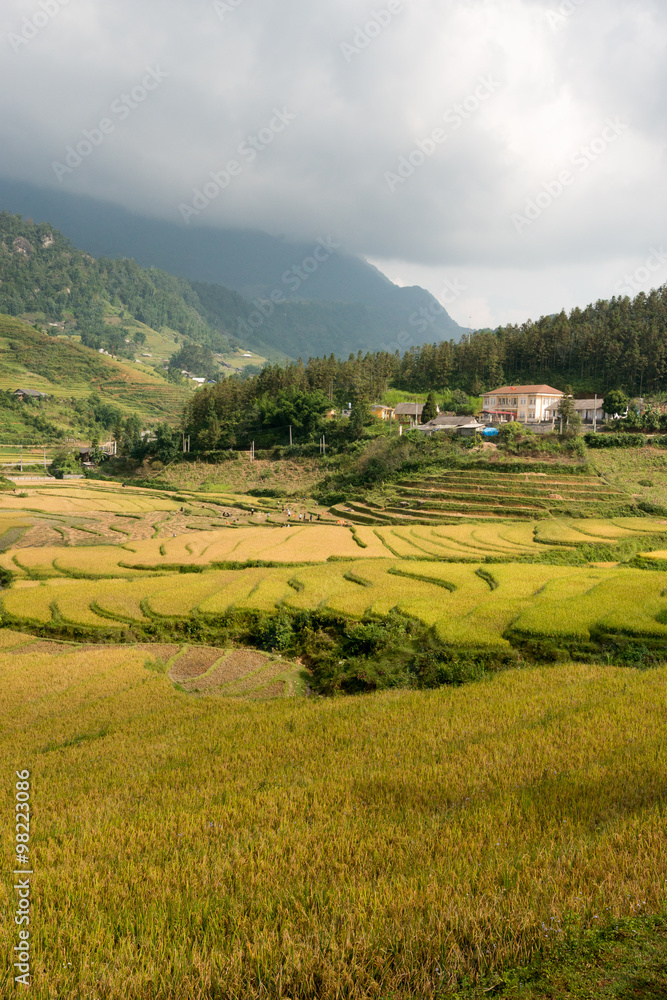 Terraced rice field in rice season in Sapa, Vietnam