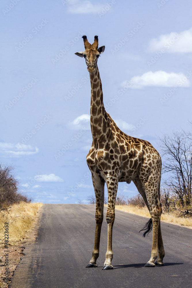 Fototapeta premium Giraffe in Kruger National park