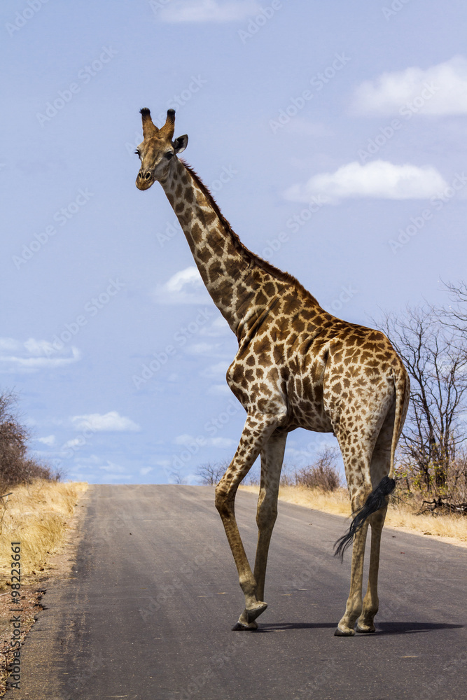 Fototapeta premium Giraffe in Kruger National park