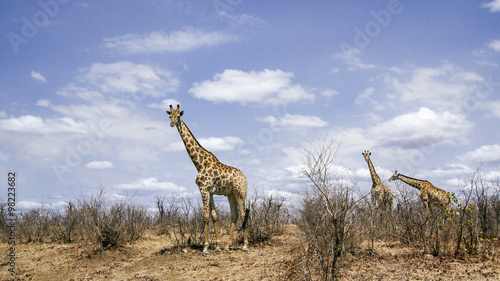 Fototapeta Naklejka Na Ścianę i Meble -  Giraffe in Kruger National park