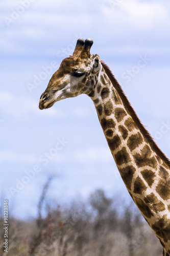 Giraffe in Kruger National park