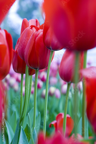 Tulip Garden - Red Tulip, Shallow Focus