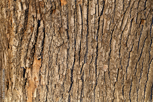  bark of the oak tree