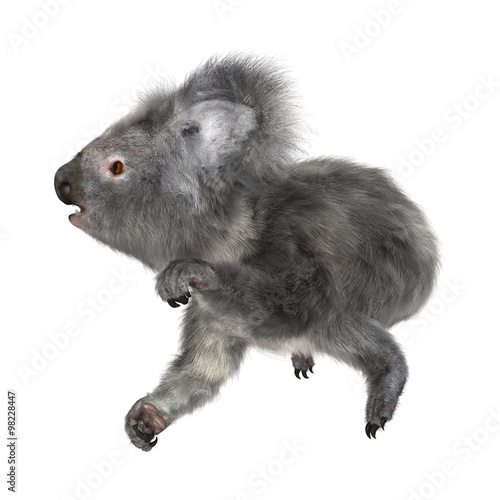 Fototapeta Naklejka Na Ścianę i Meble -  Australian Koala Bear