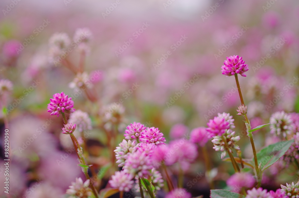 ポリゴナムの花 ポリゴナムの花