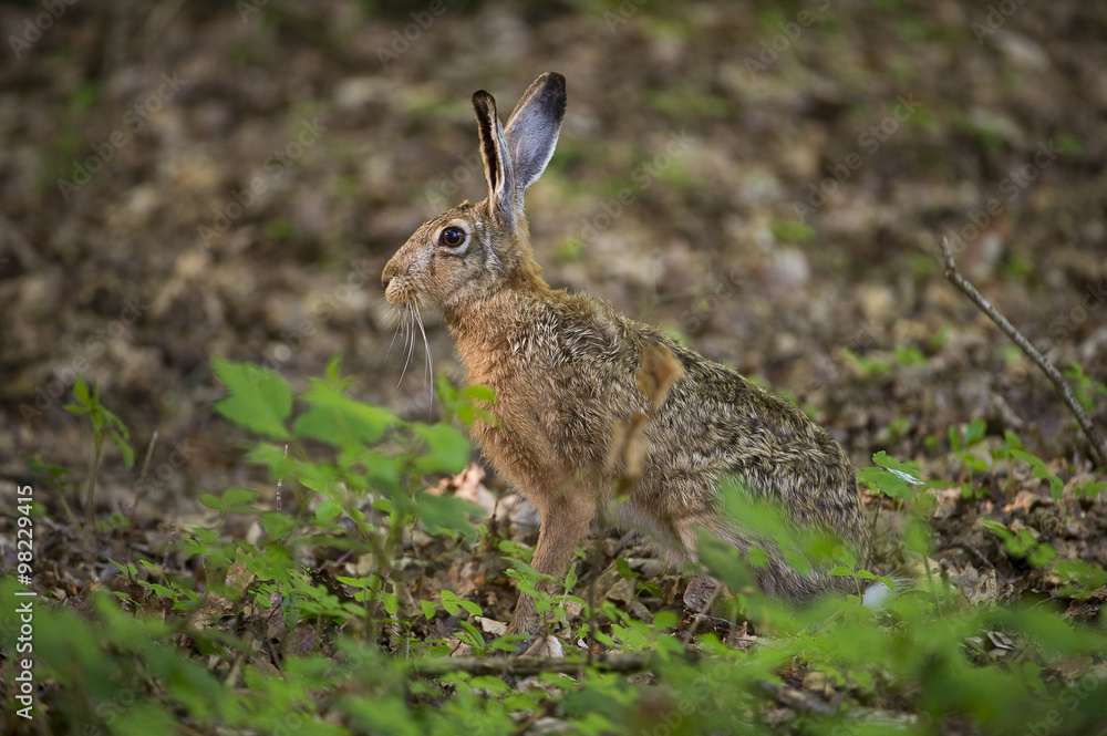 Fototapeta premium Lièvre d'Europe en forêt