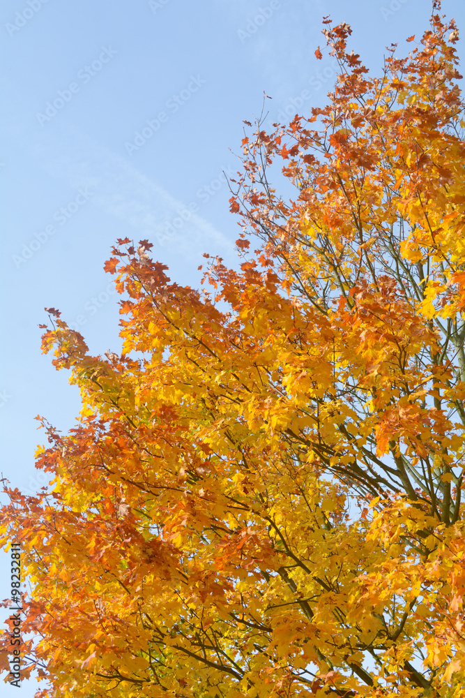 Stunning autumn colour leaves on tree Stunning autumn colour leaves on tree