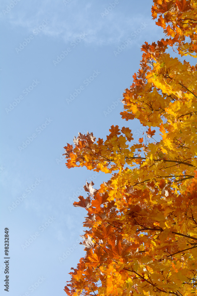 Stunning autumn colour leaves on tree