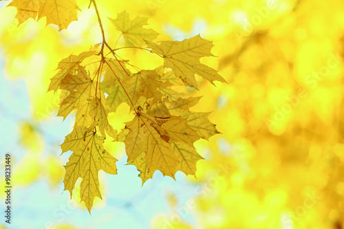 Beautiful autumn maple leaves on tree in park