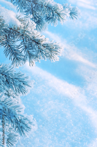 Winter natural background with pine branches in the frost