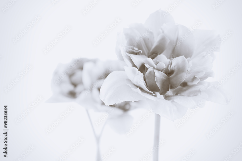 Fototapeta premium Beautiful spring flowers. Retro effect