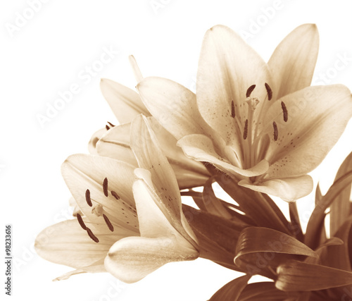 Fototapeta Naklejka Na Ścianę i Meble -  Beautiful spring flowers. Retro effect