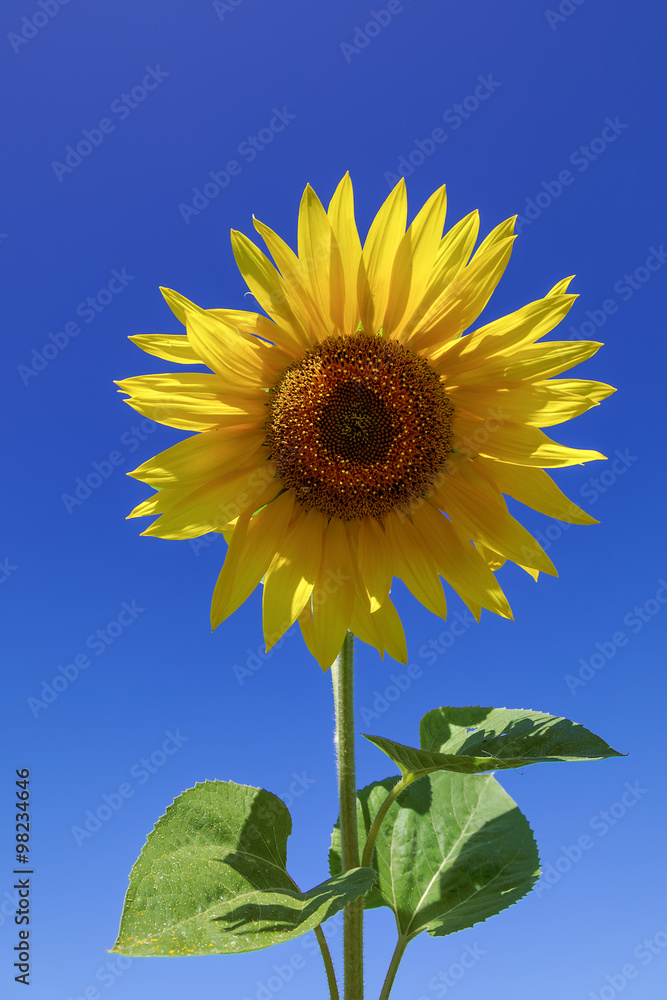 Flower of sunflower against a blue sky. Flower of sunflower against a blue sky.