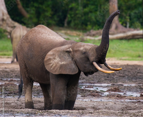 Forest elephant drinking water from a source of water. Central African Republic. Republic of Congo. Dzanga-Sangha Special Reserve.  An excellent illustration.