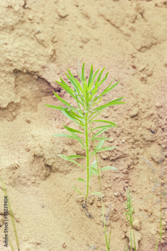 Green plant in sand
