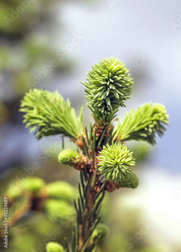 Green shoots on spruce branch