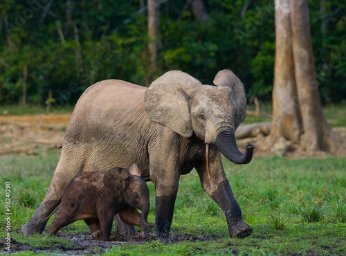 Female elephant with a baby. Central African Republic. Republic of Congo. Dzanga-Sangha Special Reserve. An excellent illustration.