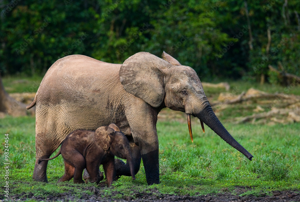 Fototapeta premium Female elephant with a baby. Central African Republic. Republic of Congo. Dzanga-Sangha Special Reserve. An excellent illustration.