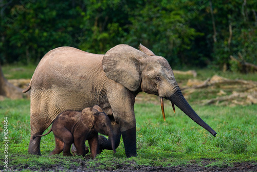 Female elephant with a baby. Central African Republic. Republic of Congo. Dzanga-Sangha Special Reserve.  An excellent illustration.