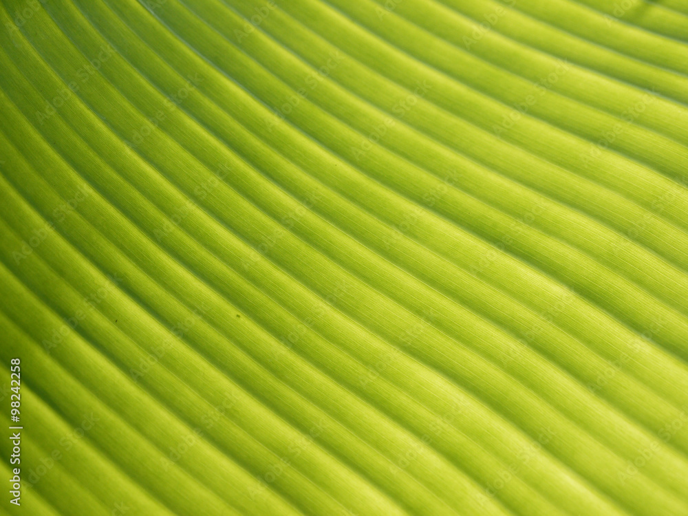 Banana leaf background with lines Banana leaf background with lines