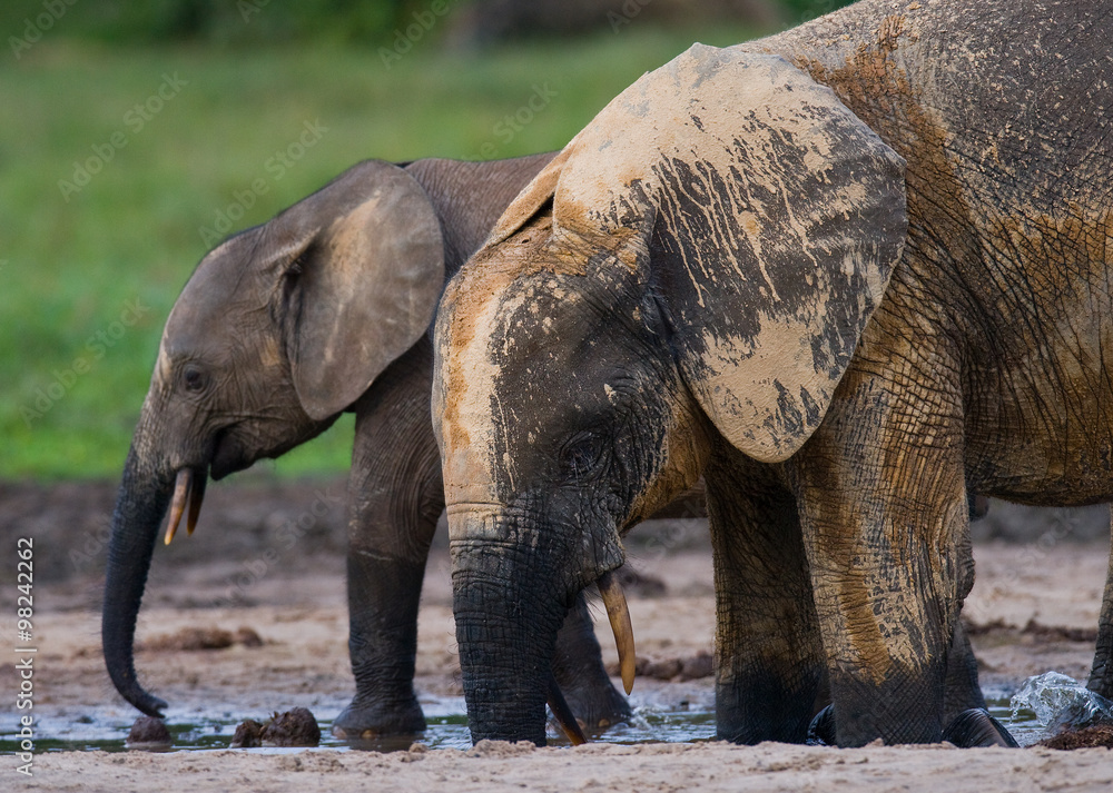 Fototapeta premium Female elephant with a baby. Central African Republic. Republic of Congo. Dzanga-Sangha Special Reserve. An excellent illustration.