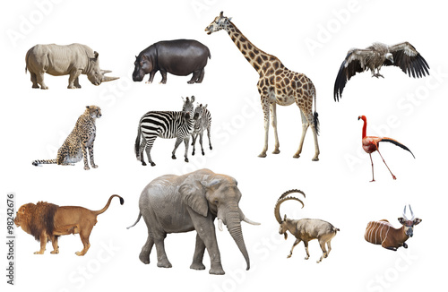 Fototapeta Naklejka Na Ścianę i Meble -  African animals isolated on a white background. Collage
