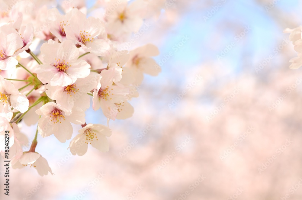 Naklejka premium 桜の花 青空背景
