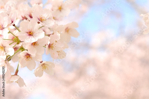 桜の花　青空背景 © tamayura39