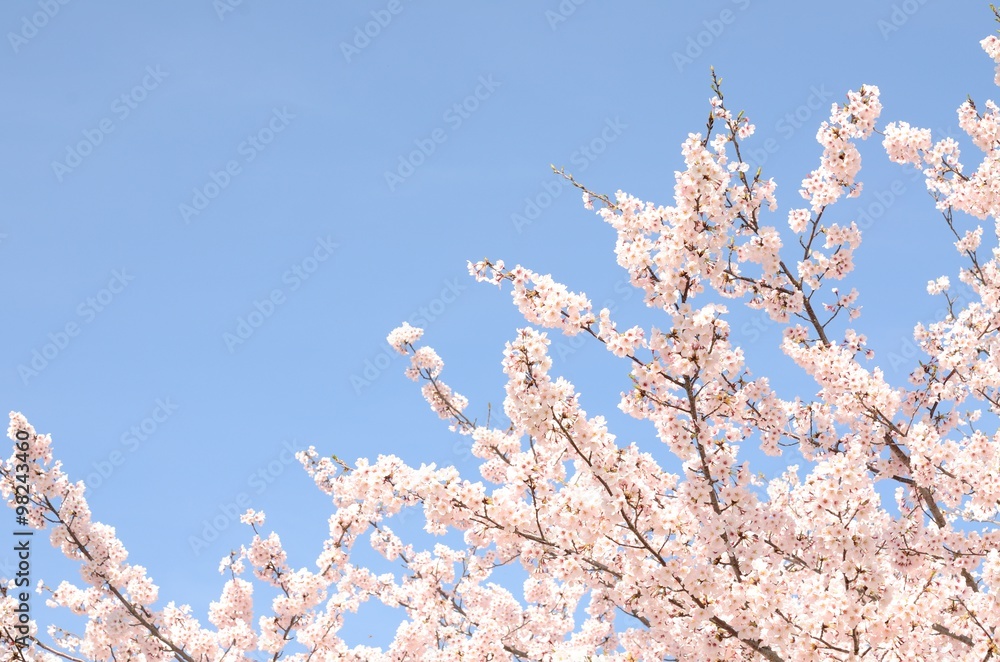 桜の花　青空背景