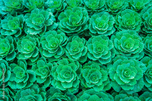 Wallpaper Mural Green cabbage in the vegetable garden Torontodigital.ca