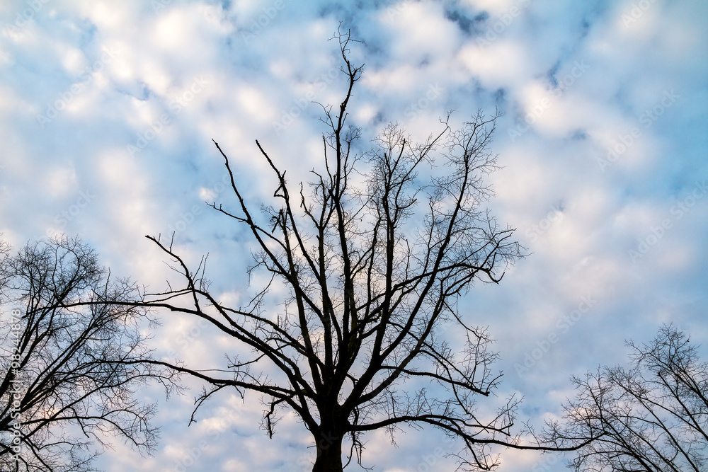 Silhouette against the morning sky of ominous trees in het Amsterdamse bos (Amsterdam wood) in the Netherlands. Silhouette against the morning sky of ominous trees in het Amsterdamse bos (Amsterdam wood) in the Netherlands.